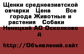 Щенки среднеазиатской овчарки › Цена ­ 1 - Все города Животные и растения » Собаки   . Ненецкий АО,Осколково д.